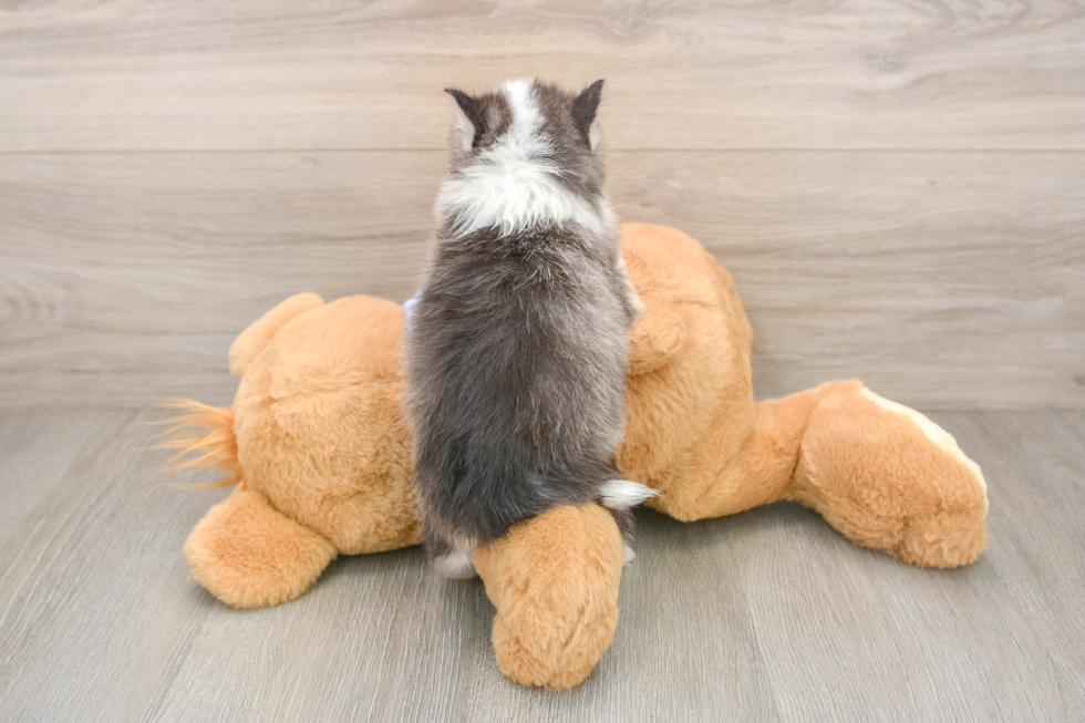 Pomsky Pup Being Cute