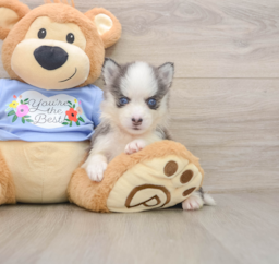 5 week old Pomsky Puppy For Sale - Lone Star Pups