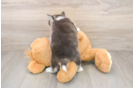 Best Pomsky Baby