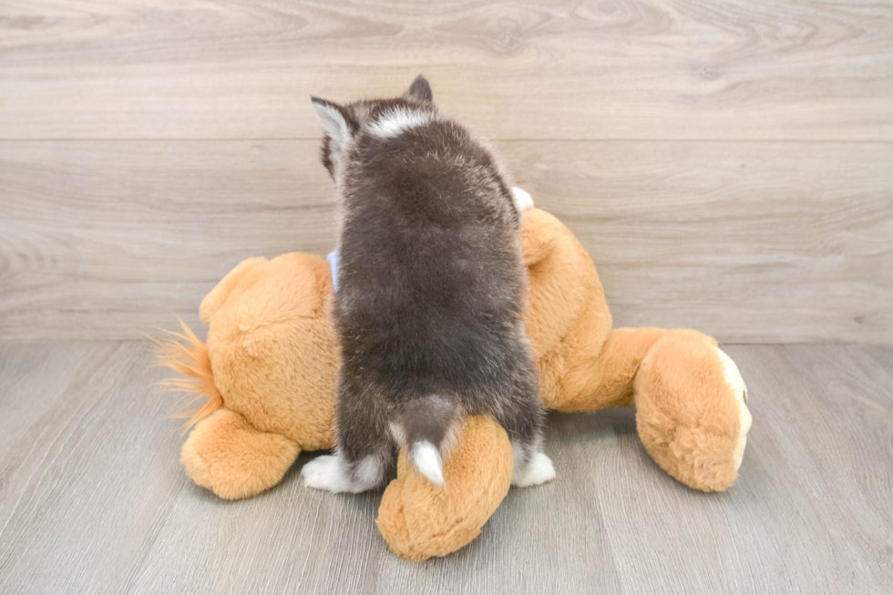 Best Pomsky Baby