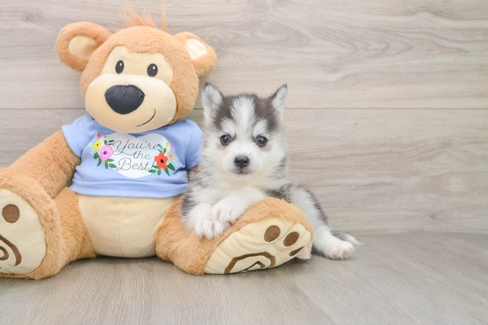 Pomsky Puppy for Adoption