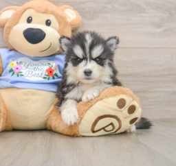 5 week old Pomsky Puppy For Sale - Lone Star Pups