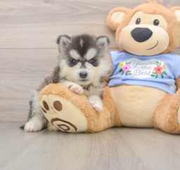 5 week old Pomsky Puppy For Sale - Lone Star Pups