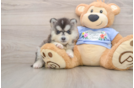 Cute Pomsky Baby