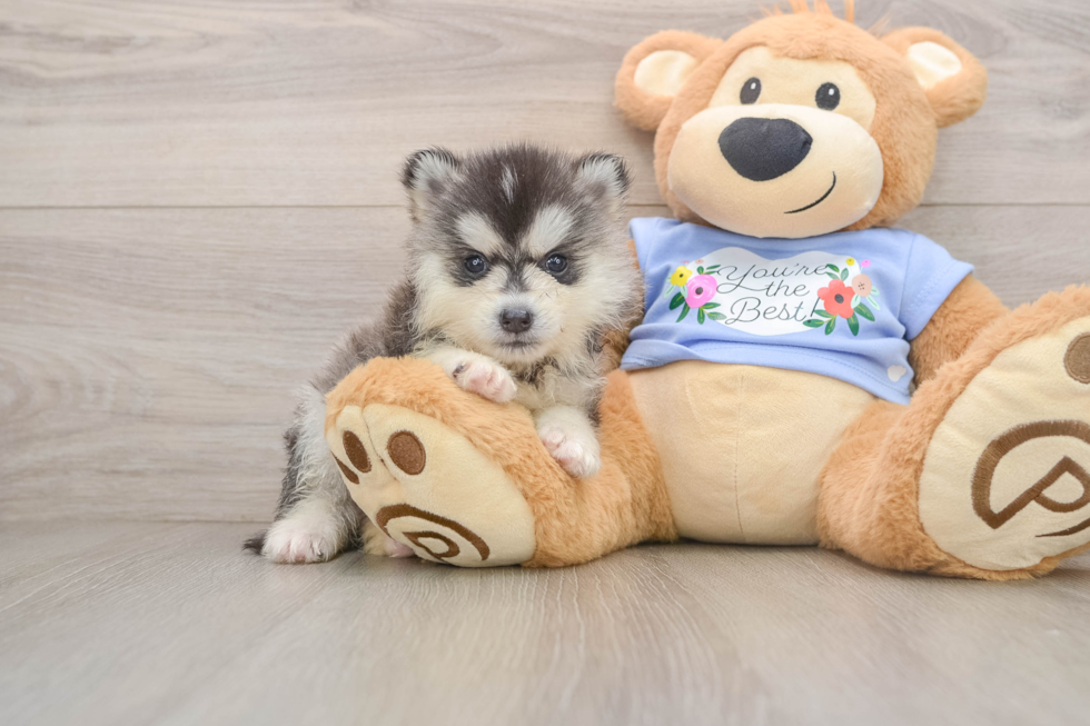 Cute Pomsky Baby