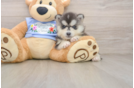 Pomsky Pup Being Cute