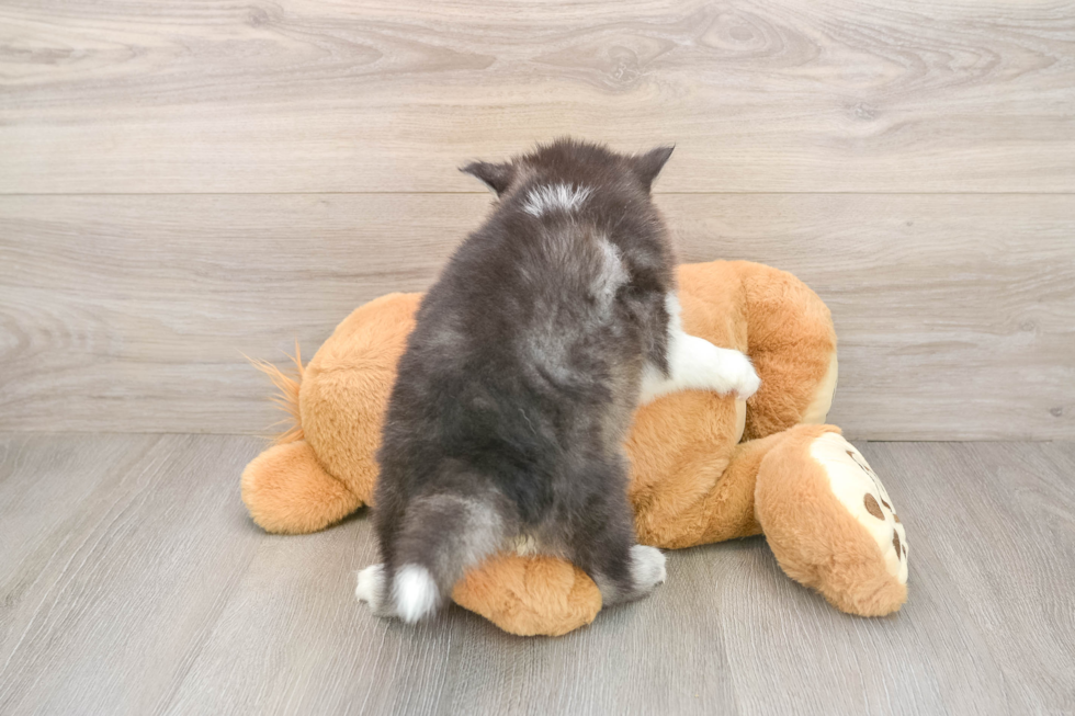 Cute Pomsky Baby