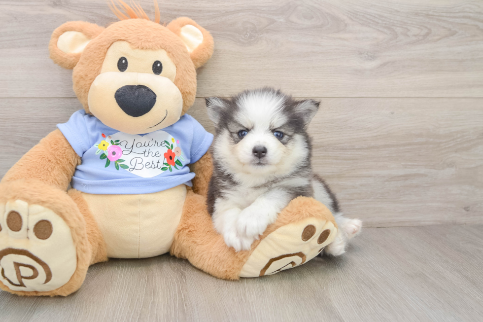 Best Pomsky Baby