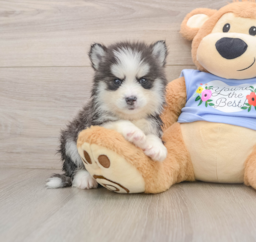5 week old Pomsky Puppy For Sale - Lone Star Pups