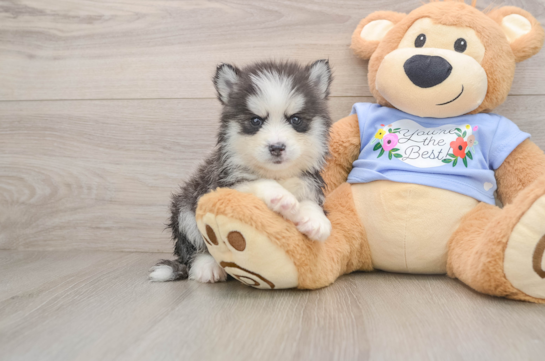 Small Pomsky Baby