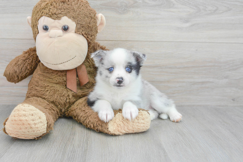 Meet Ava - our Pomsky Puppy Photo 3/3 - Lone Star Pups
