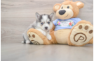 Playful Husky and Pomeranian Mix Designer Puppy