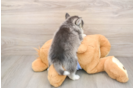 Small Pomsky Baby
