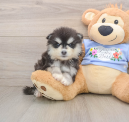 6 week old Pomsky Puppy For Sale - Lone Star Pups