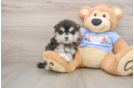 Cute Pomsky Baby