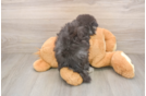 Funny Pomsky Designer Pup