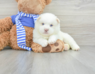 6 week old Pomsky Puppy For Sale - Lone Star Pups