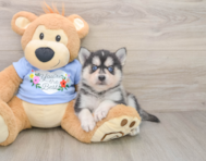 5 week old Pomsky Puppy For Sale - Lone Star Pups