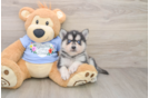 Pomsky Pup Being Cute