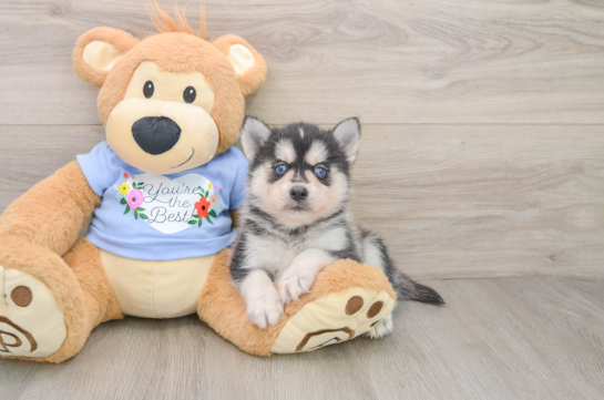 Pomsky Pup Being Cute