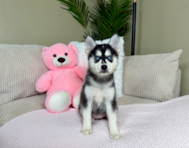 9 week old Pomsky Puppy For Sale - Lone Star Pups