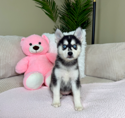 10 week old Pomsky Puppy For Sale - Lone Star Pups