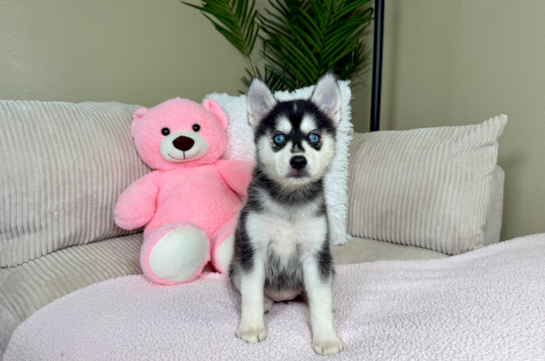 Cute Pomsky Baby