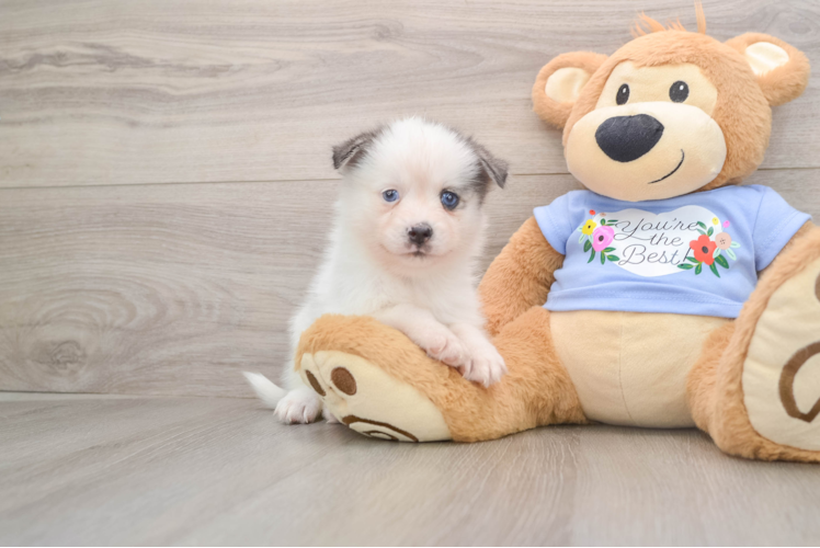 Pomsky Pup Being Cute