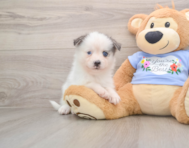 6 week old Pomsky Puppy For Sale - Lone Star Pups