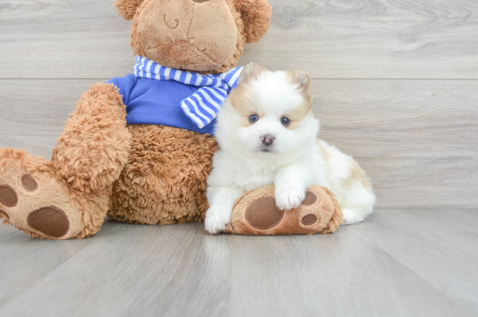 8 week old Pomsky Puppy For Sale - Lone Star Pups