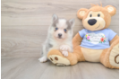 Friendly Pomsky Baby