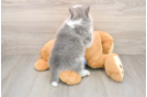 Energetic Husky and Pomeranian Mix Designer Puppy