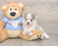 5 week old Pomsky Puppy For Sale - Lone Star Pups