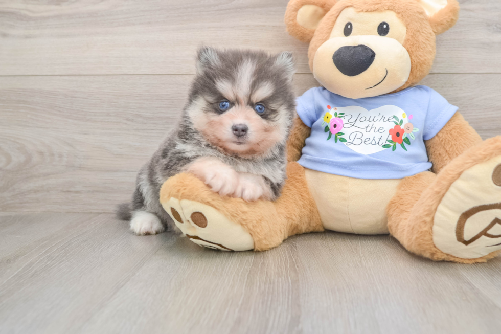 Adorable Husky and Pomeranian Mix Designer Puppy
