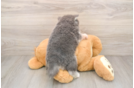 Best Pomsky Baby