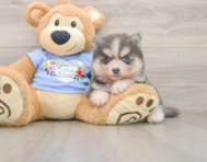 5 week old Pomsky Puppy For Sale - Lone Star Pups