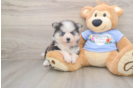 Best Pomsky Baby