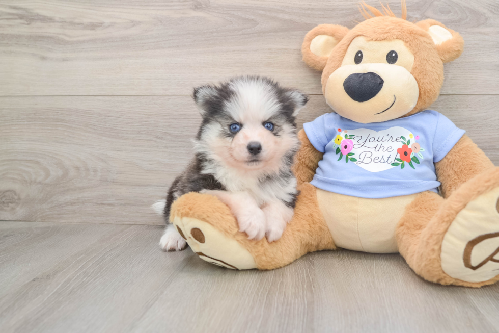 Best Pomsky Baby