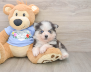 5 week old Pomsky Puppy For Sale - Lone Star Pups