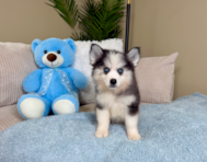 9 week old Pomsky Puppy For Sale - Lone Star Pups