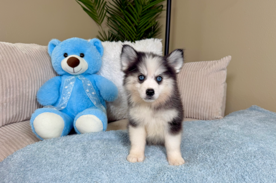 Pomsky Puppy for Adoption