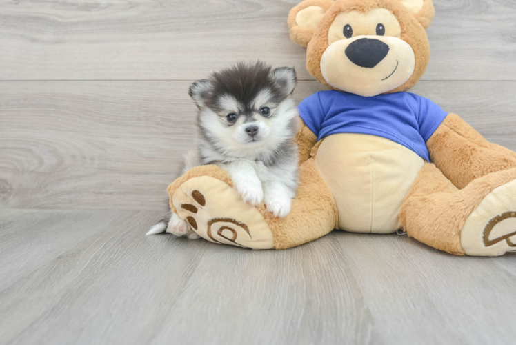 Best Pomsky Baby