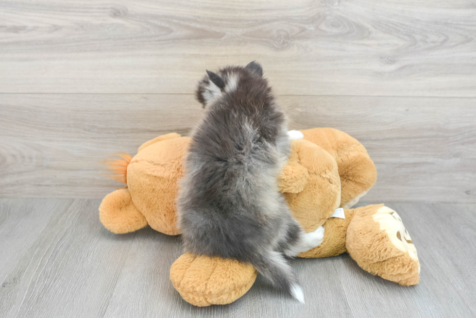 Pomsky Pup Being Cute