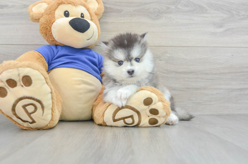 7 week old Pomsky Puppy For Sale - Lone Star Pups