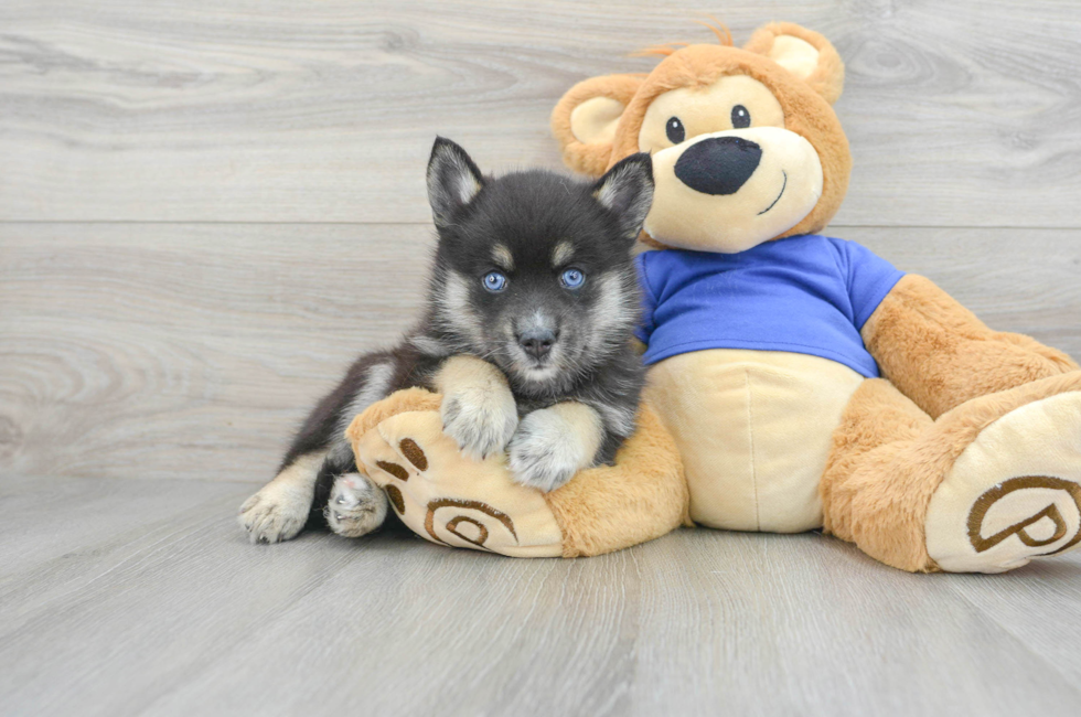 6 week old Pomsky Puppy For Sale - Lone Star Pups