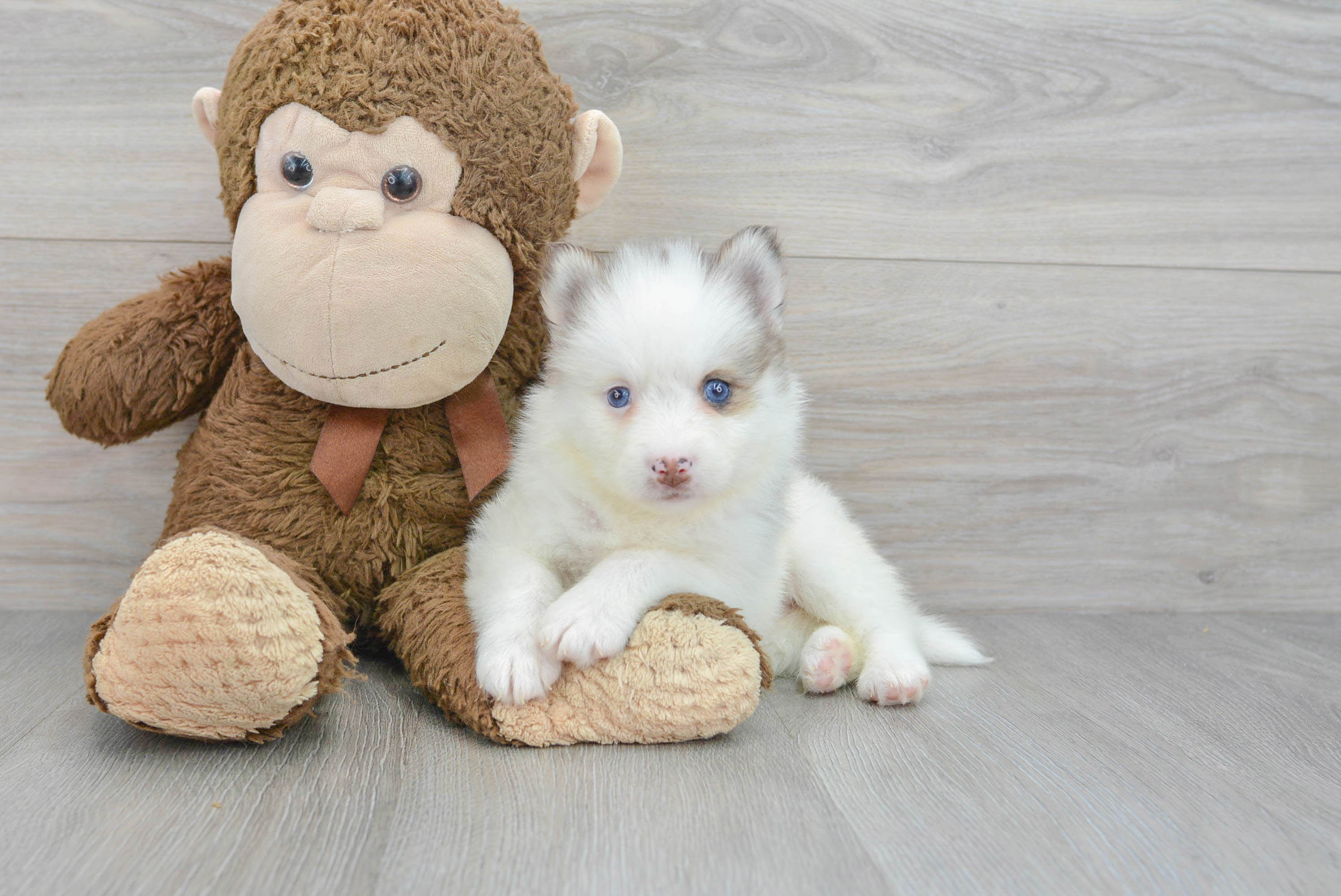 Pomsky Puppy for Adoption