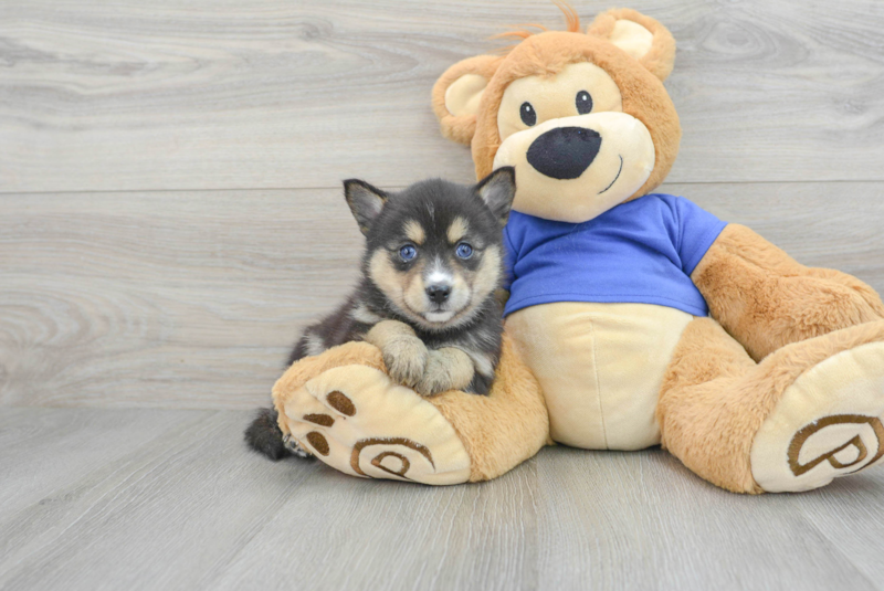 Meet Luna - our Pomsky Puppy Photo 1/3 - Lone Star Pups