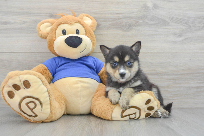 Meet Luna - our Pomsky Puppy Photo 2/3 - Lone Star Pups