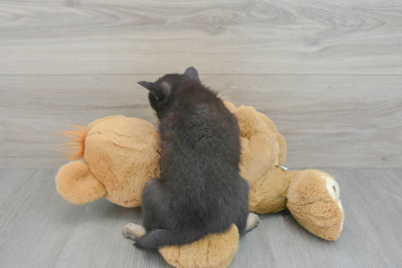 Meet Luna - our Pomsky Puppy Photo 3/3 - Lone Star Pups