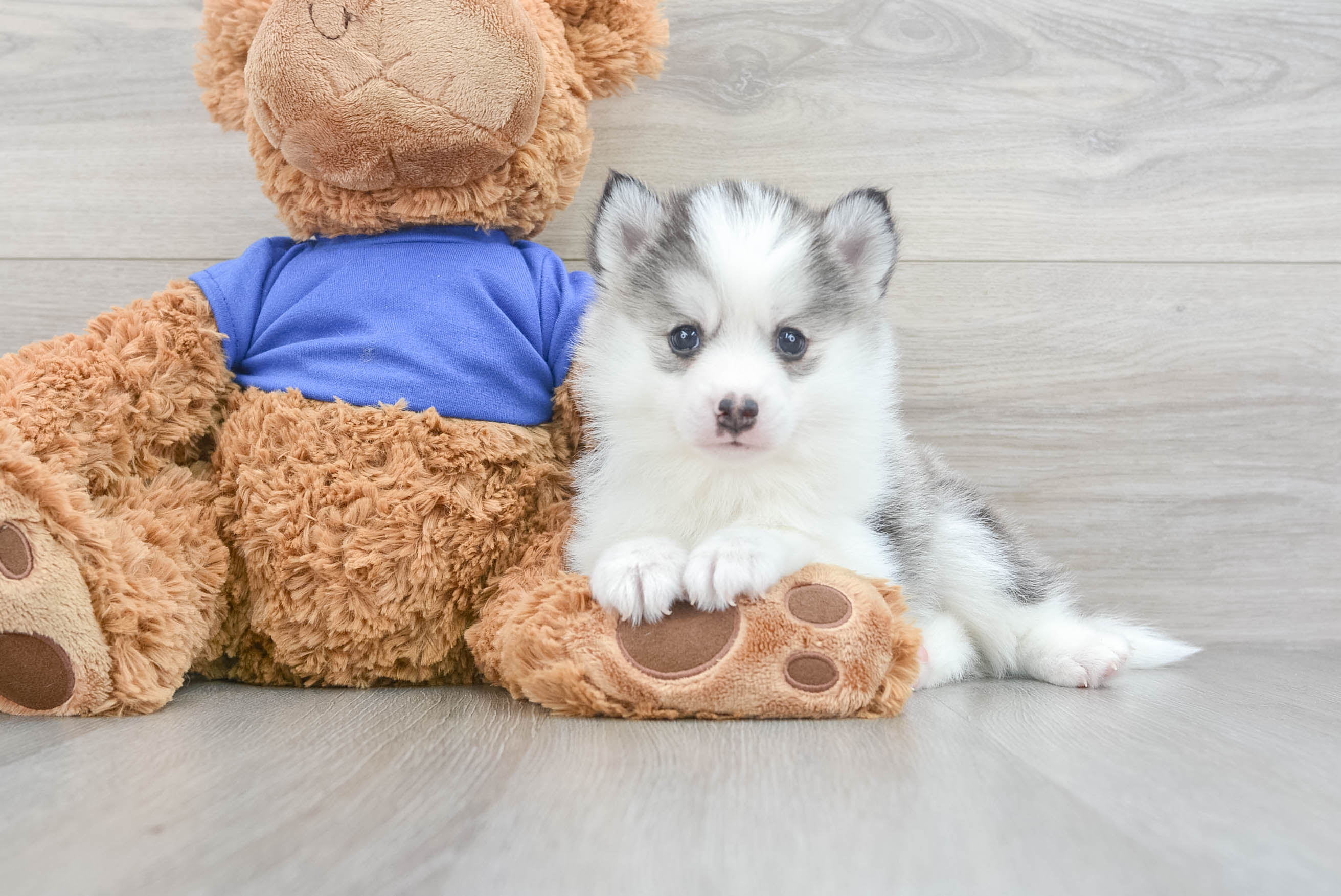 Teddy bear outlet pomsky